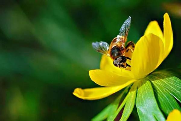 冬菟葵～頂生一朵黃花，花期冬季至早春