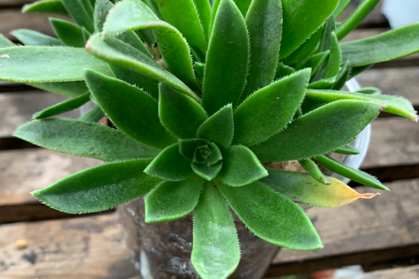 「青鳳凰」景天科蓮花掌屬多肉植物,易群生,青色系法師少見品種 「青鳳凰」景天科蓮花掌屬多肉植物,易群生,青色系法師少見品種