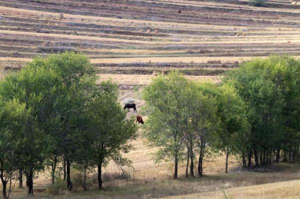 國慶假期穿越草原天路
