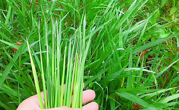 龔清孝，吃草上癮得以賺錢、娶媳婦，34年吃了40噸草：我就喜歡吃