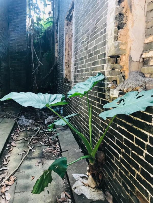 文旅中國0009:廣東省最大古梁家莊園,有炮樓碼頭為何人去樓空? 文旅中國0009:廣東省最大古梁家莊園,有炮樓碼頭為何人去樓空?