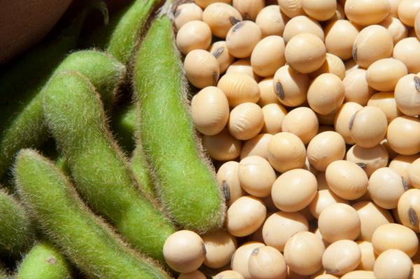 轉基因食品真的不能吃嗎,它的真正問題在哪裡? 轉基因食品真的不能吃嗎,它的真正問題在哪裡?