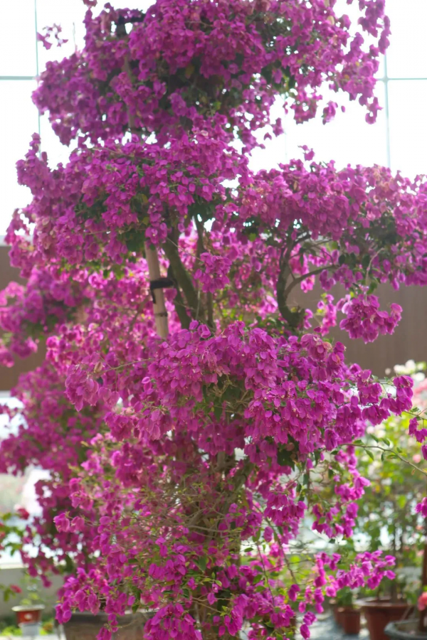 我們的節日 &vert; 給你的年味錦上添&OpenCurlyDoubleQuote;花&rdquo;！