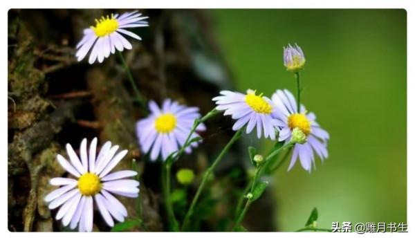 要寫好一首格律詩，僅僅是形式上就有多難？