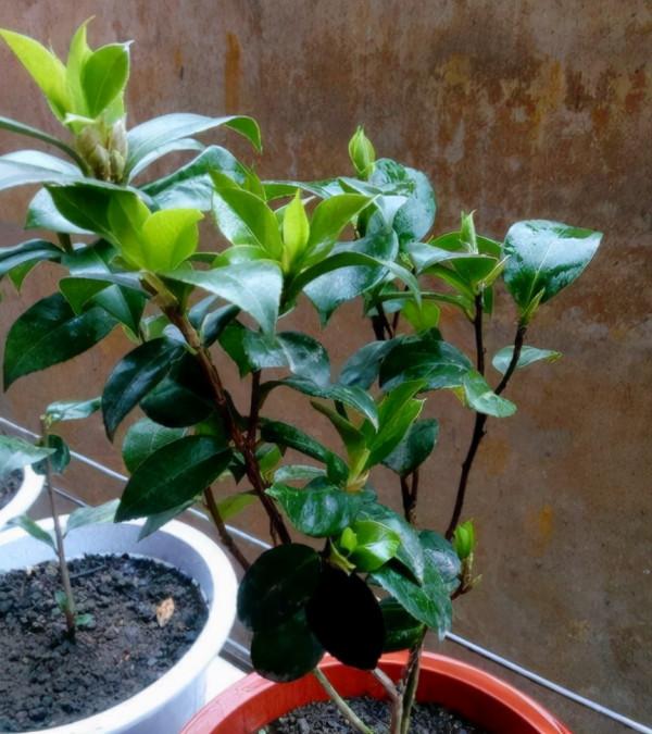 茶花換盆掉葉成“光桿”,原因只有一個,下次注意才能保證長勢 茶花換盆掉葉成“光桿”,原因只有一個,下次注意才能保證長勢