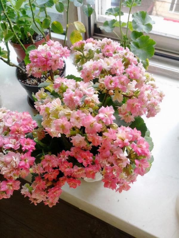 人養花,花亦養人!這11種能養人的“健康花”,建議至少養一種 人養花,花亦養人!這11種能養人的“健康花”,建議至少養一種