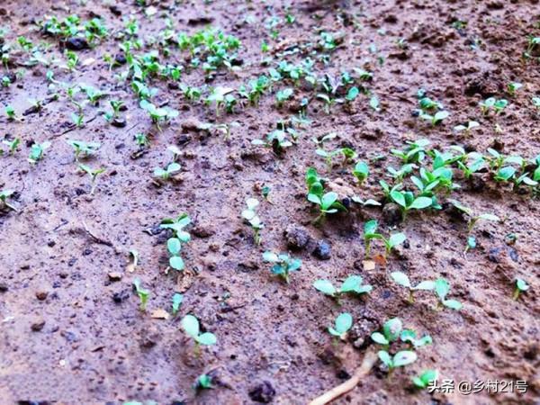 快到中秋節了，抓緊種植這三種蔬菜，附上高產種植方法