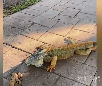 美國出現天上掉下大蜥蜴雨,是氣溫太低,綠鬣蜥被凍得從樹上掉下 美國出現天上掉下大蜥蜴雨,是氣溫太低,綠鬣蜥被凍得從樹上掉下