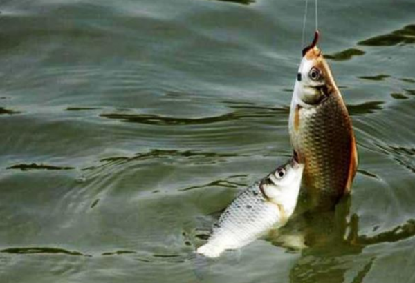 窩裡有魚沒魚？“4個技巧”教你輕鬆判別，漁獲立馬翻倍