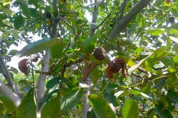 為什麼核桃黑蛋越來越嚴重？把握時間節點進行預防，核桃產量高