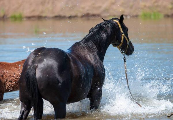 中國平安深度分析