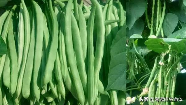 這14種豆類糧食你見過幾種，吃過幾種呢？很多人分不清是什麼豆子