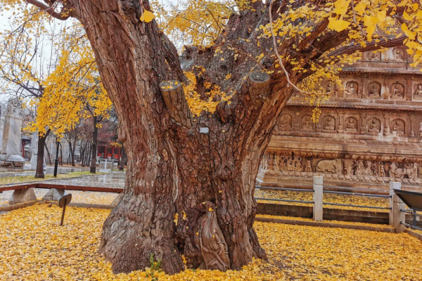 在北京過個秋天，立刻退掉了去騰衝的機票