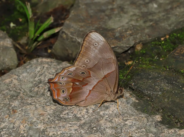 【探索】又到賞蝶季,你知道上海的常見本土蝴蝶有哪些嗎?奉上攻略→ 【探索】又到賞蝶季,你知道上海的常見本土蝴蝶有哪些嗎?奉上攻略→