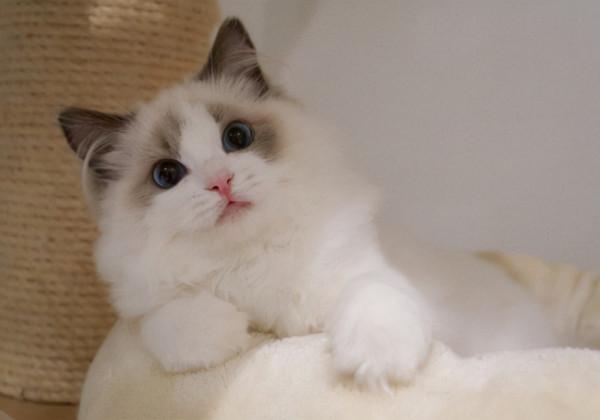 八種 常見的貓咪品種及市場價,哪種比較好養呢?你喜歡哪個? 八種 常見的貓咪品種及市場價,哪種比較好養呢?你喜歡哪個?