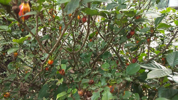 桅子黃了可以摘啦，用它泡水喝，瀉火除煩解煩惱