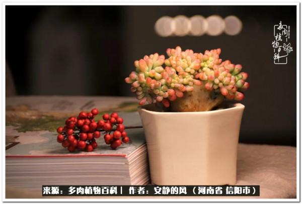 陽臺多肉黨的幸福生活 陽臺多肉黨的幸福生活