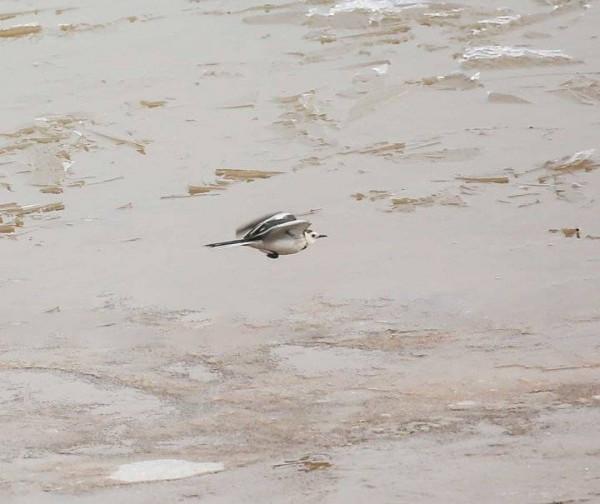 一種少見的鳥，在朋友圈很難看到它的身影—白鶺鴒