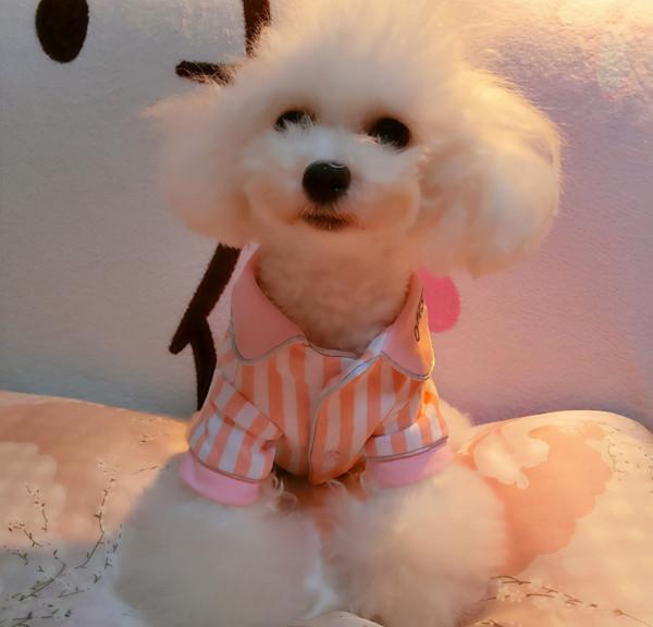 “超可愛”的8種狗，看到都讓人心動