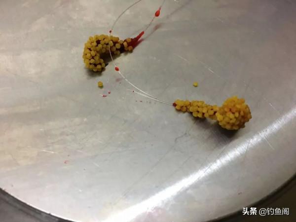 酒米的顏色會影響魚咬鉤？實戰告訴你什麼樣的酒米最招魚