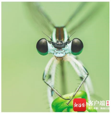 海南週刊 | 昆蟲王國大師多