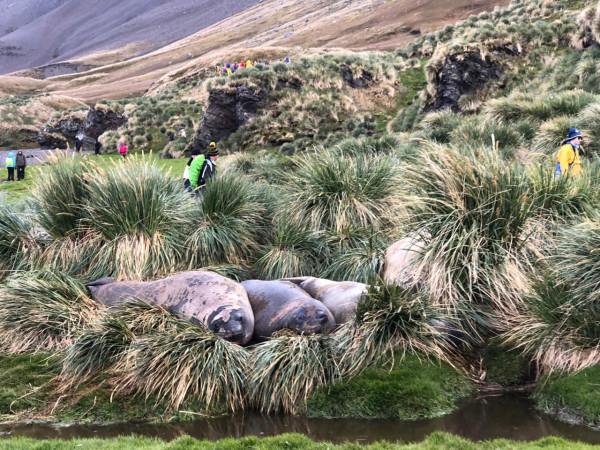 我們去南極結婚了 我們去南極結婚了