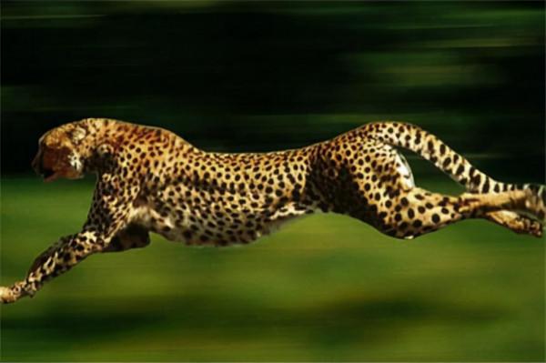 世界上速度最快的動物盤點，獵豹只能排第五名