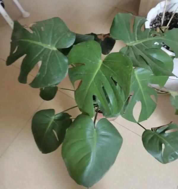 10種“垃圾”不要丟,拿來養花效果好,還能省下一筆錢 10種“垃圾”不要丟,拿來養花效果好,還能省下一筆錢