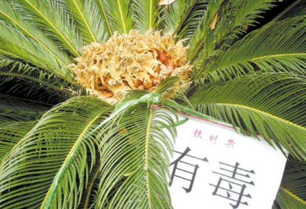 “美麗有毒”的植物,快來認識11種“毒花毒果”,不吃虧不上當 “美麗有毒”的植物,快來認識11種“毒花毒果”,不吃虧不上當