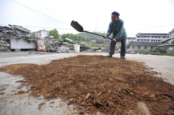 農村榨油用油枯抵加工費,誰是獲益方?油坊收取的油枯有何用途 農村榨油用油枯抵加工費,誰是獲益方?油坊收取的油枯有何用途