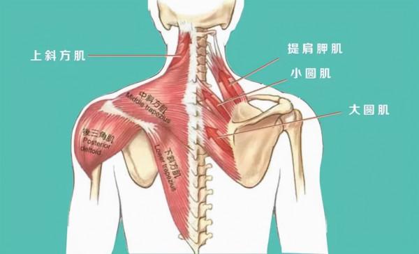 後背、肩胛骨區域疼痛是怎麼回事？該如何應對？告訴您