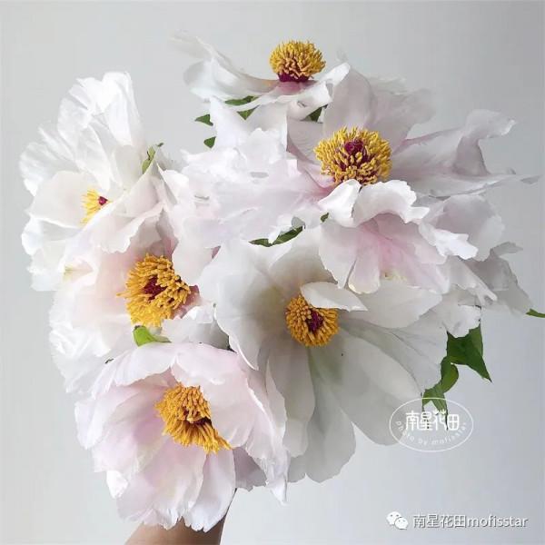 油畫牡丹 &CenterDot; 羽衣霓裳