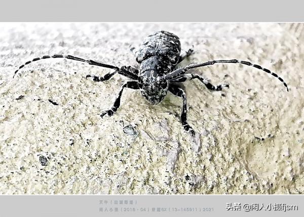 手機昆蟲攝影:天牛,拍攝技巧分享,你見過這幾種天牛嗎? 手機昆蟲攝影:天牛,拍攝技巧分享,你見過這幾種天牛嗎?