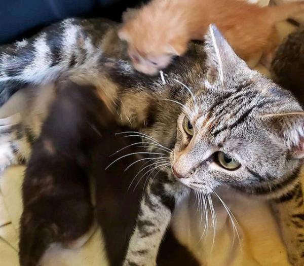 流浪狸花貓3次主動上門求收養，還帶著一肚子小貓，女孩卻不收留