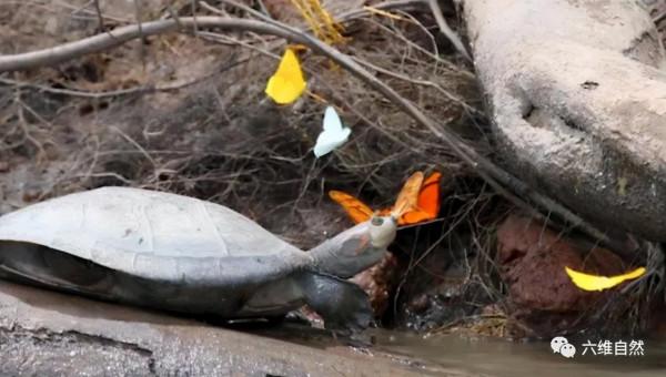巴西一群烏龜剛上岸,就被一群蝴蝶圍著,蝴蝶還在吸食烏龜的眼淚 巴西一群烏龜剛上岸,就被一群蝴蝶圍著,蝴蝶還在吸食烏龜的眼淚