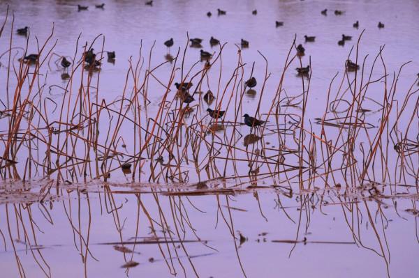 江西泰和：冬日溼地候鳥覓食