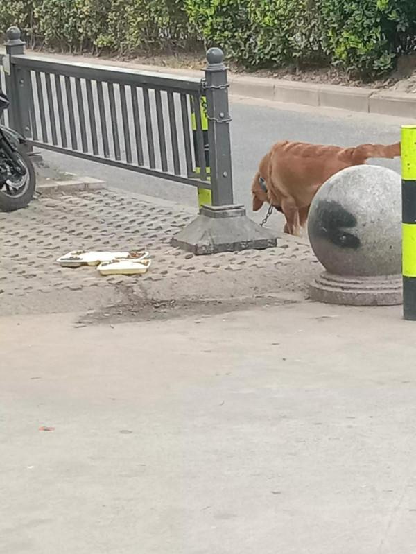 狗比人吃的都好，活出了狗樣