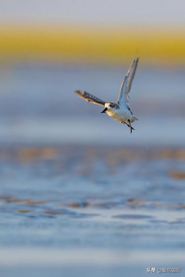 自帶“飯勺”的極危物種 勺嘴鷸