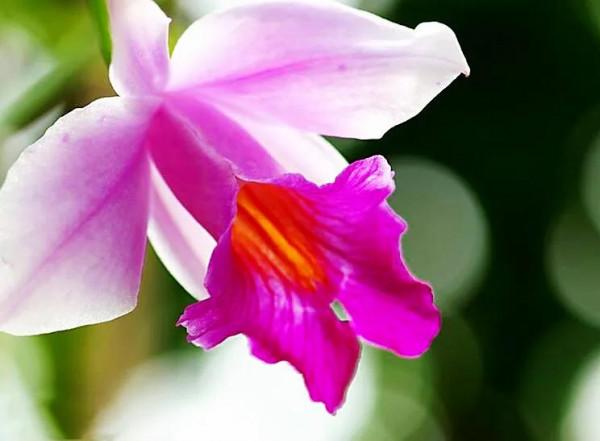 竹葉蘭-植株較大，花色鮮豔，花型像美麗的卡特蘭，且有香味