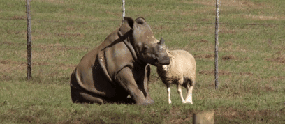 這隻貓天天和貓頭鷹幹架,卻打出了一段黑白配神仙友情 這隻貓天天和貓頭鷹幹架,卻打出了一段黑白配神仙友情