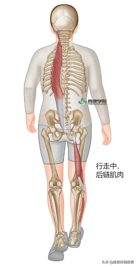 步行對腰痛真的有好處? 步行對腰痛真的有好處?