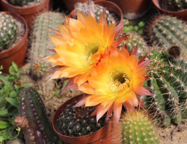 冬天買到5種花，要用小花盆養，少澆水多曬，才會長得漂亮