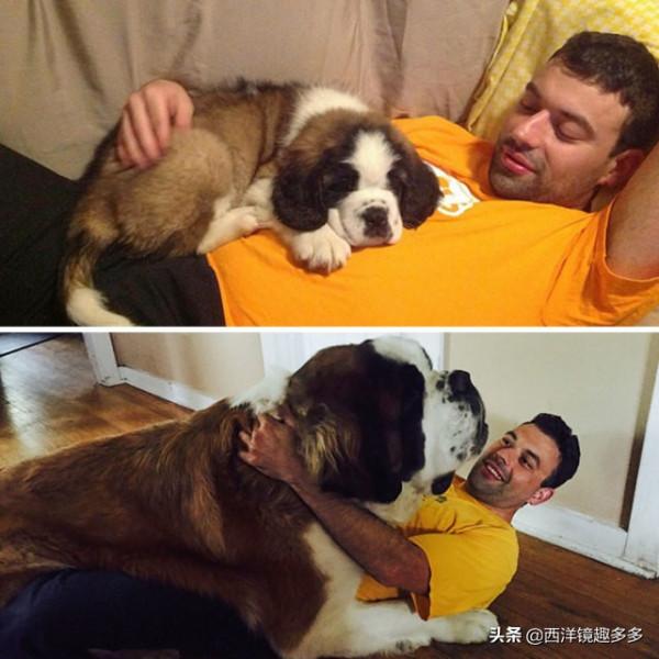 你的小狗狗長大啦，但是有些事永遠不會變