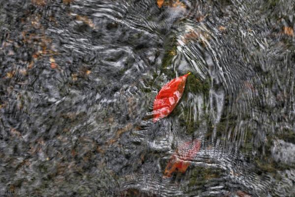 金秋十月，沉醉在江南絕美的秋色中，經典還免費