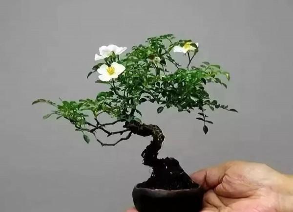 精美的袖珍盆景 精美的袖珍盆景