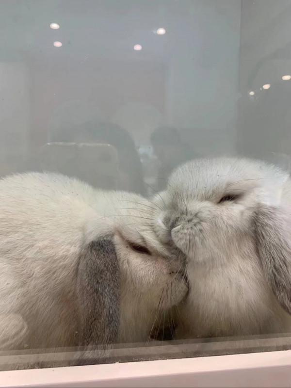 印象城看見小龍貓