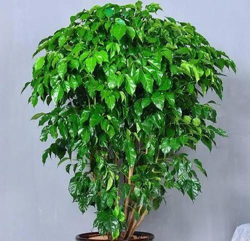 客廳種什麼花最好