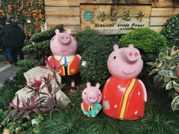 蝴蝶蘭花兒開，美好又可愛