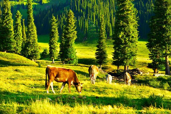 錯過那拉提，就錯過新疆一半的美？！這才是真實的那拉提