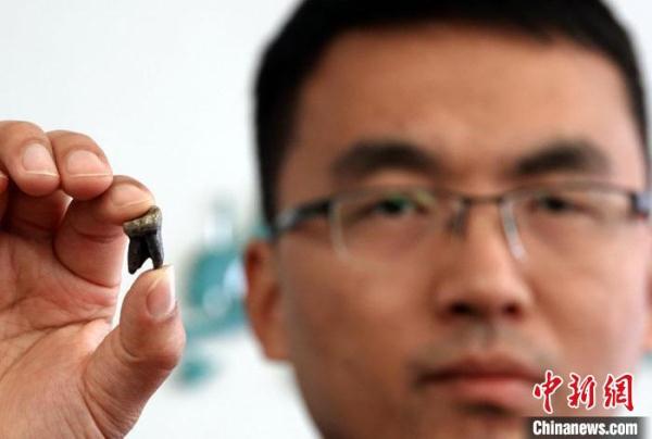 600萬至800萬年前祿豐古猿的牙有何特別?化石研究有新發現 600萬至800萬年前祿豐古猿的牙有何特別?化石研究有新發現